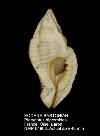EOCENE-BARTONIAN Pterynotus tripteroides.jpg - EOCENE-BARTONIANPterynotus tripteroides(Lamarck,1822)